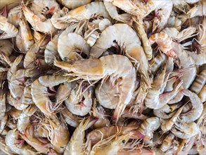 Fresh shrimps at fish market