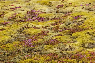 Ground vegetation with moss and early flowering thyme (Thymus praecox)