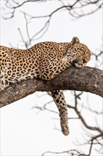 Sleeping Leopard (Panthera pardus) on tree