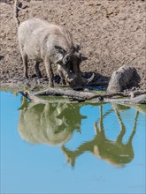 Warthog (Phacochoerus africanus) drinking at waterhole with reflection of Impala (Aepyceros melampus)