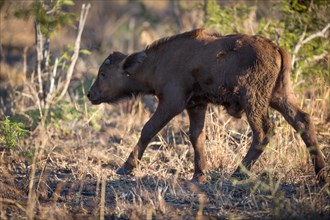 Young cape buffalo (Syncerus caffer)