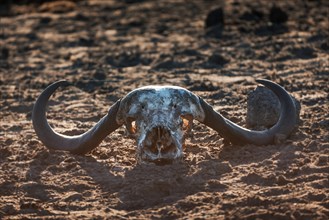 African buffalo (Syncerus caffer) skull bones