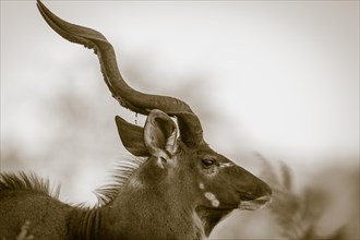 Greater kudu (Tragelaphus strepsiceros)