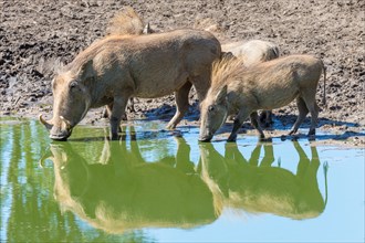 Warthogs (Phacochoerus africanus) drinking at waterhole
