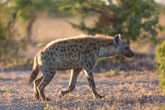 Laughing hyena (Crocuta crocuta) walking in early morning