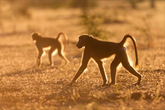 Chacma or Cape baboons (Papio ursinus) walking