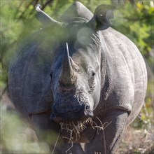 White rhinoceros (Ceratotherium simum) eating grass