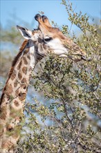 South African giraffe (Giraffa camelopardalis giraffa) eating