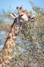 South African giraffe (Giraffa camelopardalis giraffa) eating