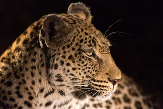 Leopard (Panthera pardus) at night