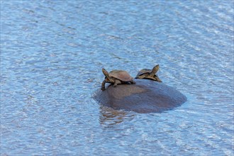 Two turtles sitting with outstretched necks on hippopotamus
