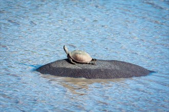 turtle sitting on hippopotamus