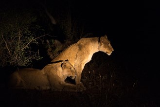 Two lionesses (Panthers leo) on night watch