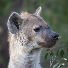 Laughing hyena