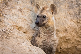 Watchful spotted hyena (Crocuta crocuta)