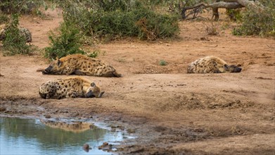 Spotted hyena pack (Crocuta crocuta) resting at waterhole
