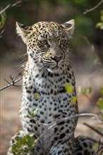 Sitting Leopard (Panthera pardus) keeping watch