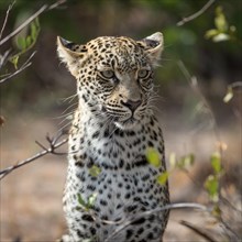 Leopard (Panthera pardus) looking attentively