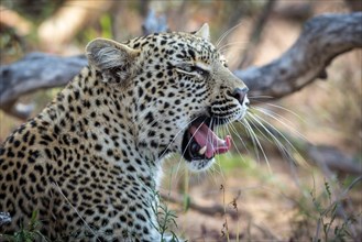 Yawning Leopard (Panthera pardus)