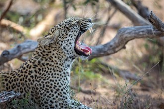 Leopard (Panthera pardus) yawning