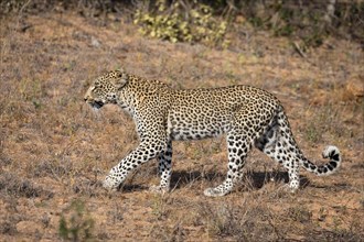 Walking Leopard (Panthera pardus)