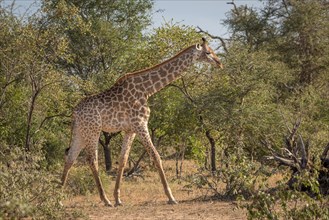 South African giraffe (Giraffa camelopardalis giraffa) running