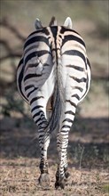 Rear and tail of plains zebra