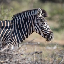 Plains zebra eating grass