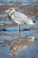 American Herring Gull (Larus smithsonianus) stands in mudflat