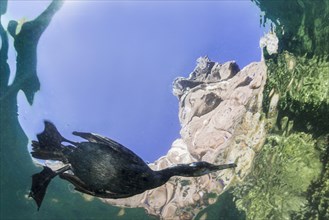 Diving Great cormorant (Phalacrocorax carbo)