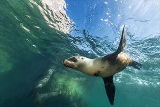 California sea lion (Zalophus californianus)