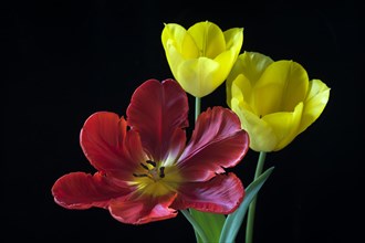 Yellow tulips and red parrot tulip (Tulipa)