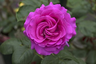 Pink rose (Rosa sp.) flower