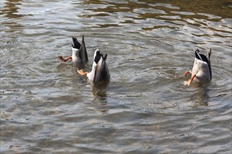 Three mallards or wild ducks (Anas platyrhynchos) dabbling