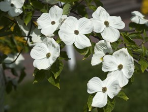 Mountain dogwood (Cornus nuttallii) flowers