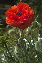 Oriental poppy (Papaver orientale) flower
