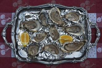 Fresh oysters (Ostreidae) on a tray with lemon