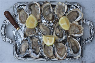 Fresh oysters (Ostreidae) with lemon and an oyster knife on a tray