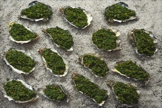 Spicy oysters (Ostreidae) a la Rockefeller with spinach on coarse salt