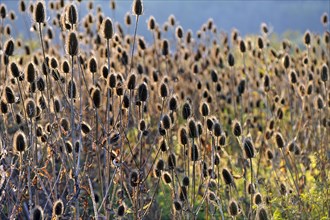 Faded Wild teasels (Dipsacus fullonum) in backlight