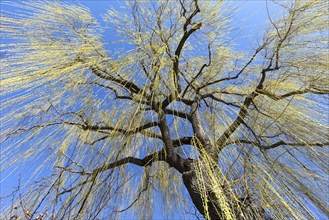 Weeping willow (Salix) with leaf growth in spring