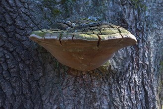 Tinder Fungus (Fomes fomentarius) on a tree trunk of an oak tree (Quercus rubor)