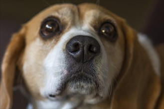 Head of a Beagle
