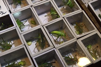 Crickets (Gryllidae sp.) in small boxes