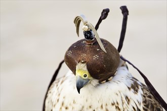 Falcon with falcon bonnet