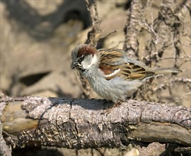House sparrow (Passer domesticus) sits on branch
