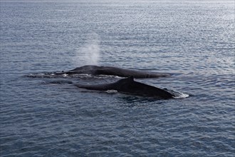 Humpback whale (Megaptera novaeangliae) with blow