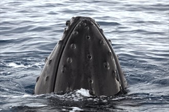 Humpback whale (Megaptera novaeangliae)