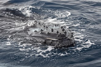 Humpback whale (Megaptera novaeangliae)