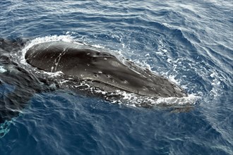 Humpback whale (Megaptera novaeangliae)